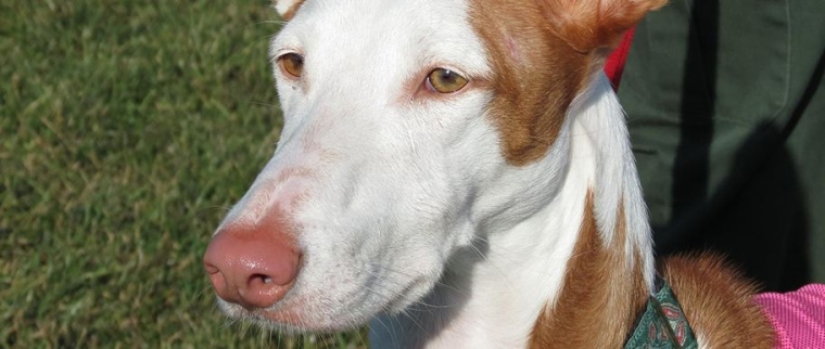 Chien podenco d’Ibiza